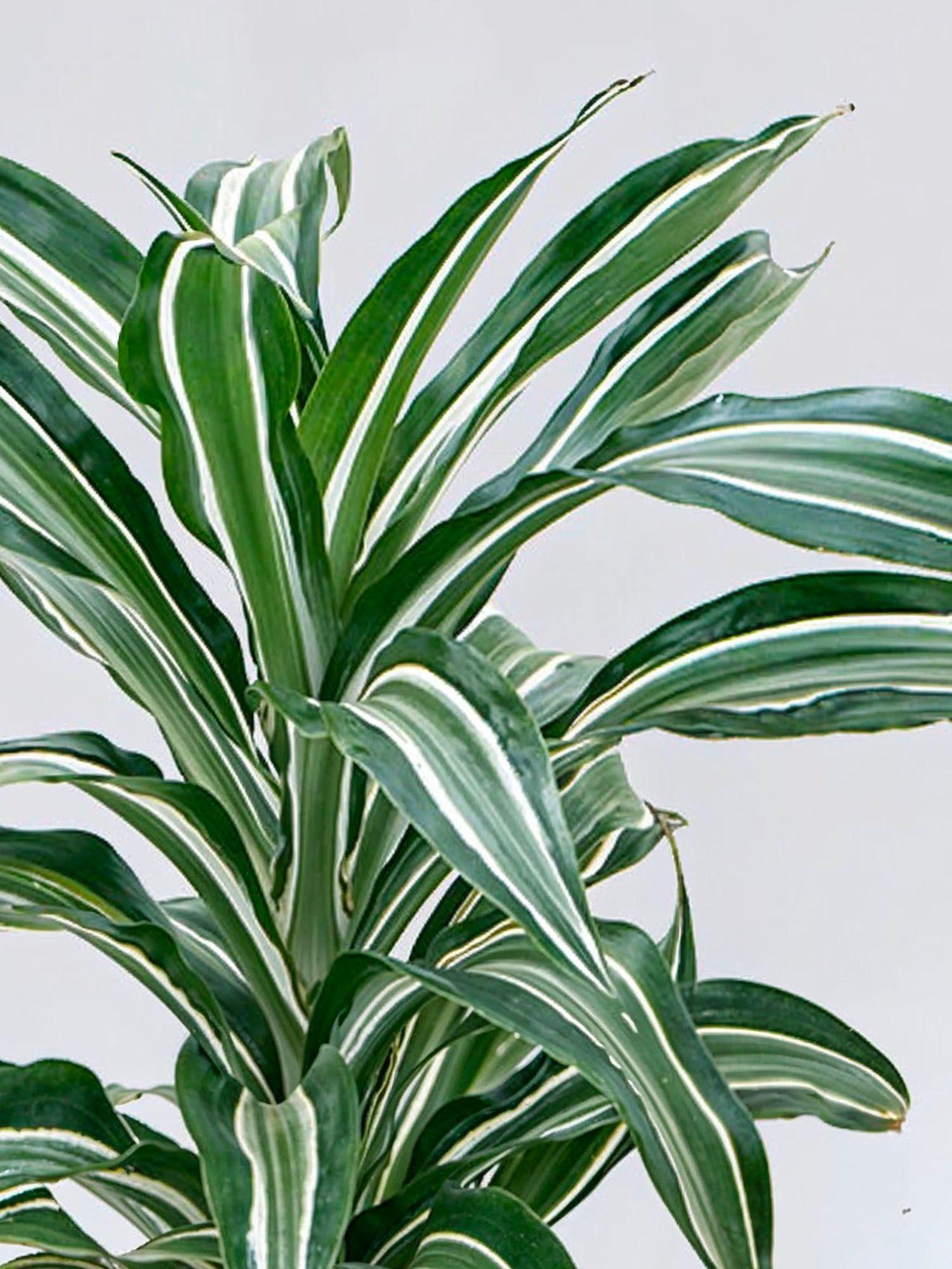 indoor plants picture