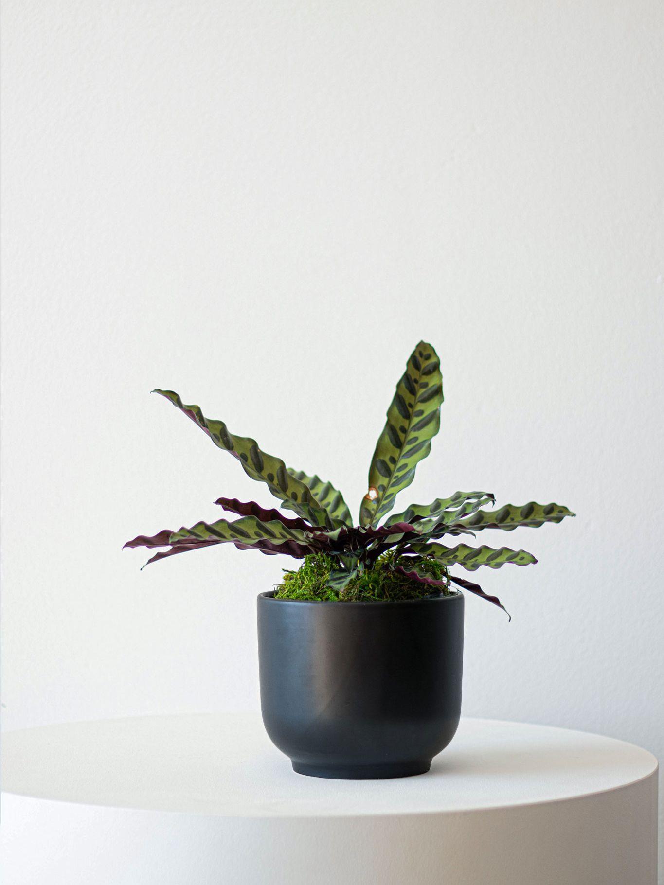 Calathea Rattlesnake