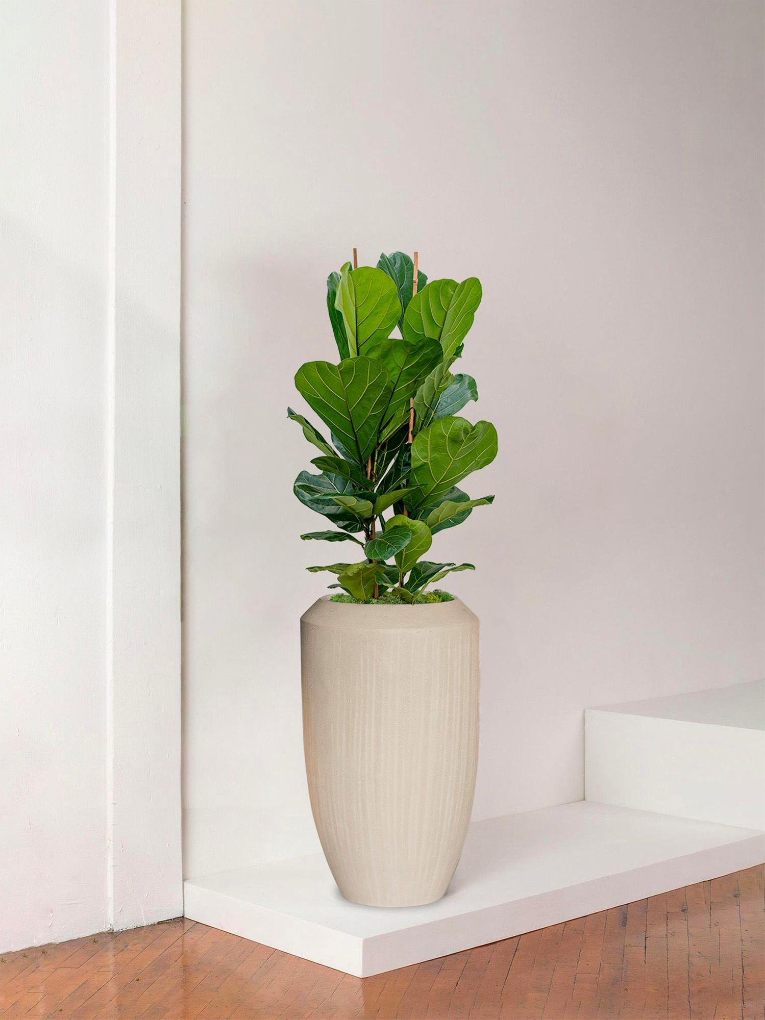 Ficus Lyrata Buisson