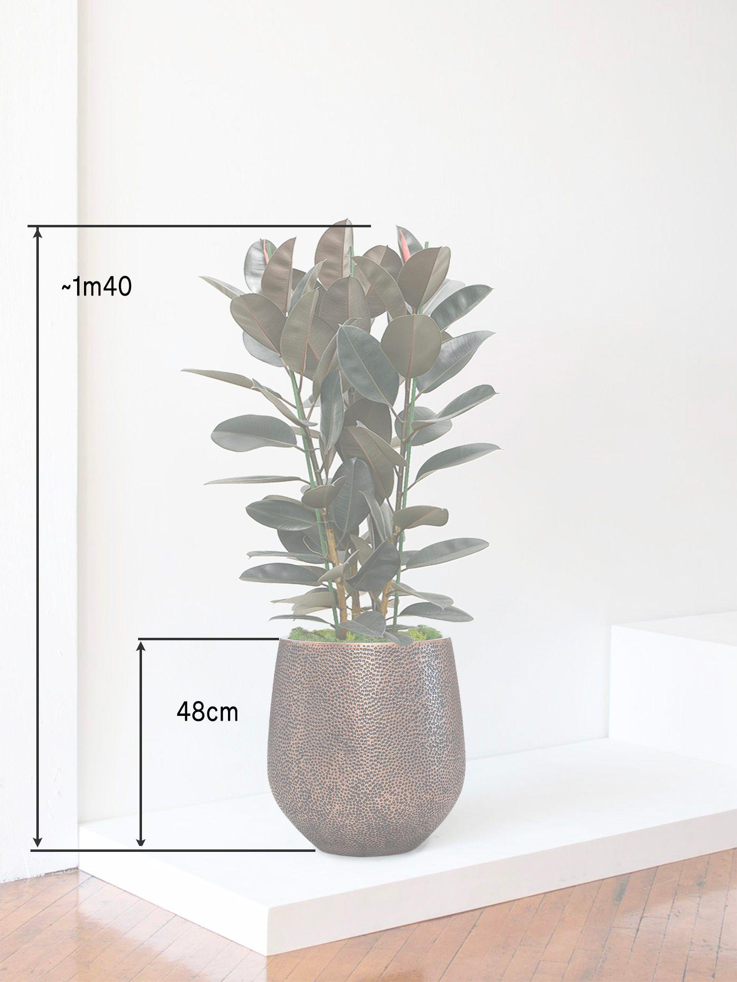 Ficus Elastica Abidjan