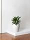 Silver Evergreen