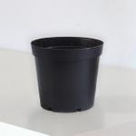 Euphorbe Marbrée - Pot Horticole - M 