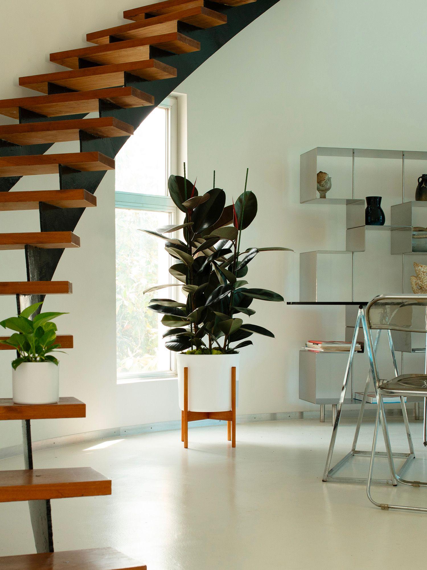 Ficus Elastica Abidjan - Plante Caoutchouc