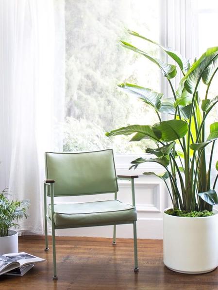 Grand Oiseau de Paradis