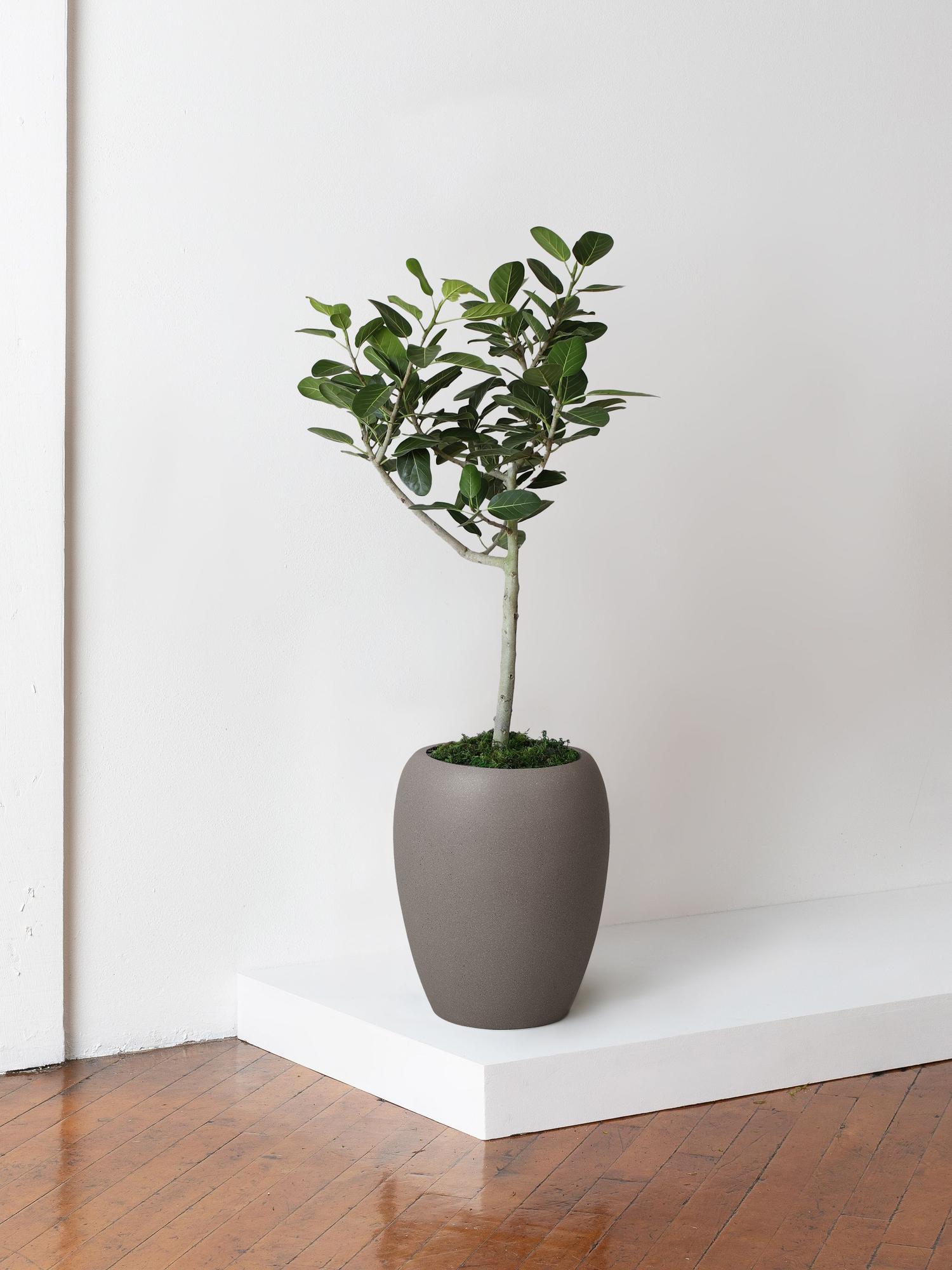 Ficus Audrey Tree With Calix Pot Large ~4½ – 5 ft tall – Gray Calix Pot ...
