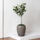 Ficus Audrey Tree