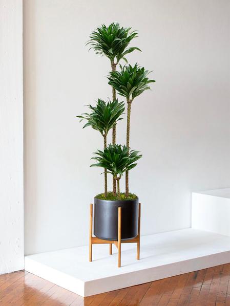 Dracaena Fragrans Compacta