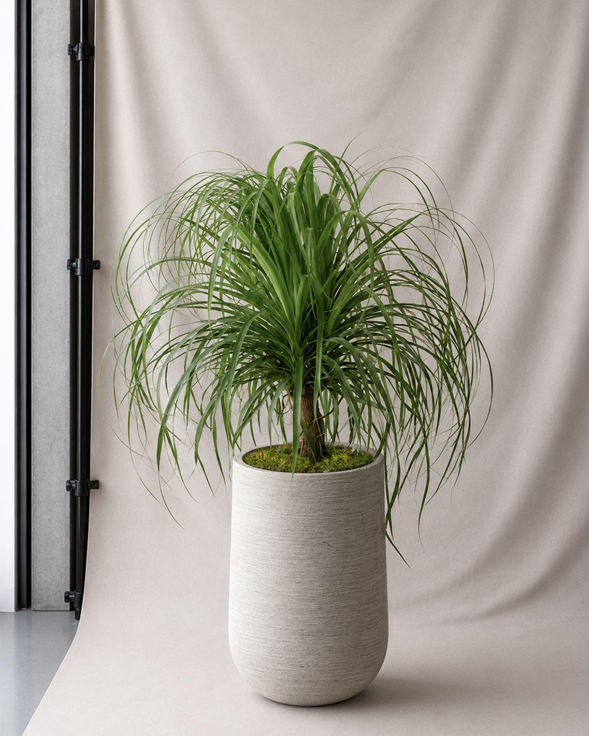 Ponytail Palm in Dune Pilat Pot