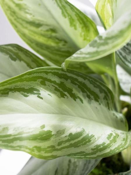 Duo Monstera X Silver Evergreen- Mid-Century