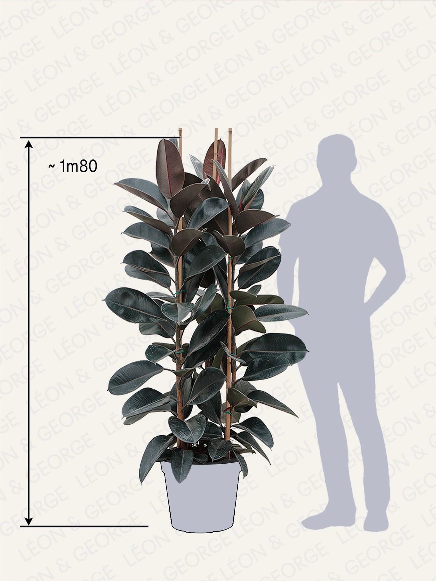 Ficus Elastica Abidjan