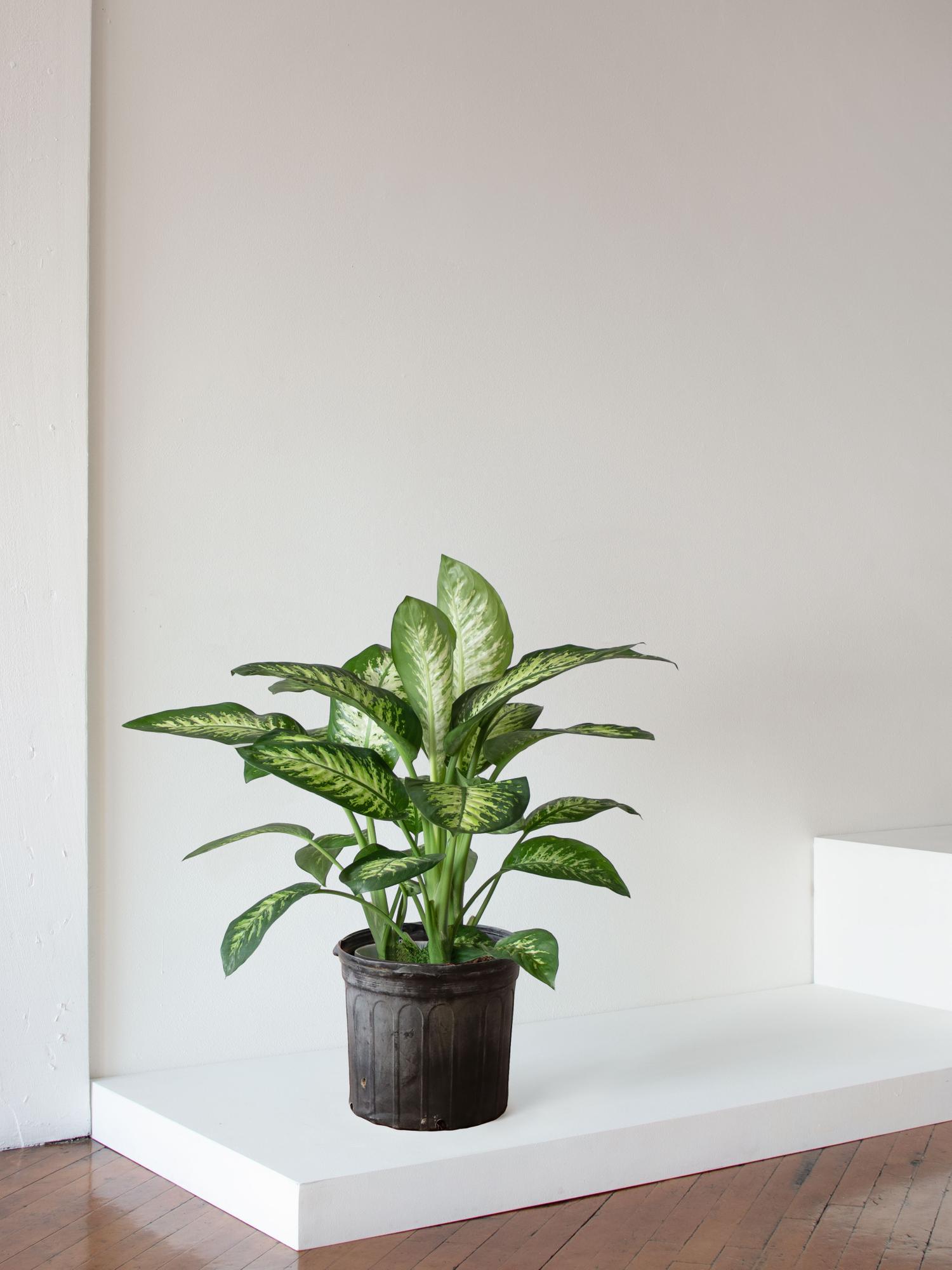 pots for indoor plants Easy Care Variety Bundle