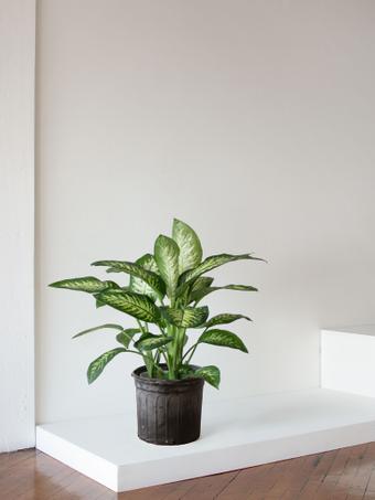 indoor plants picture