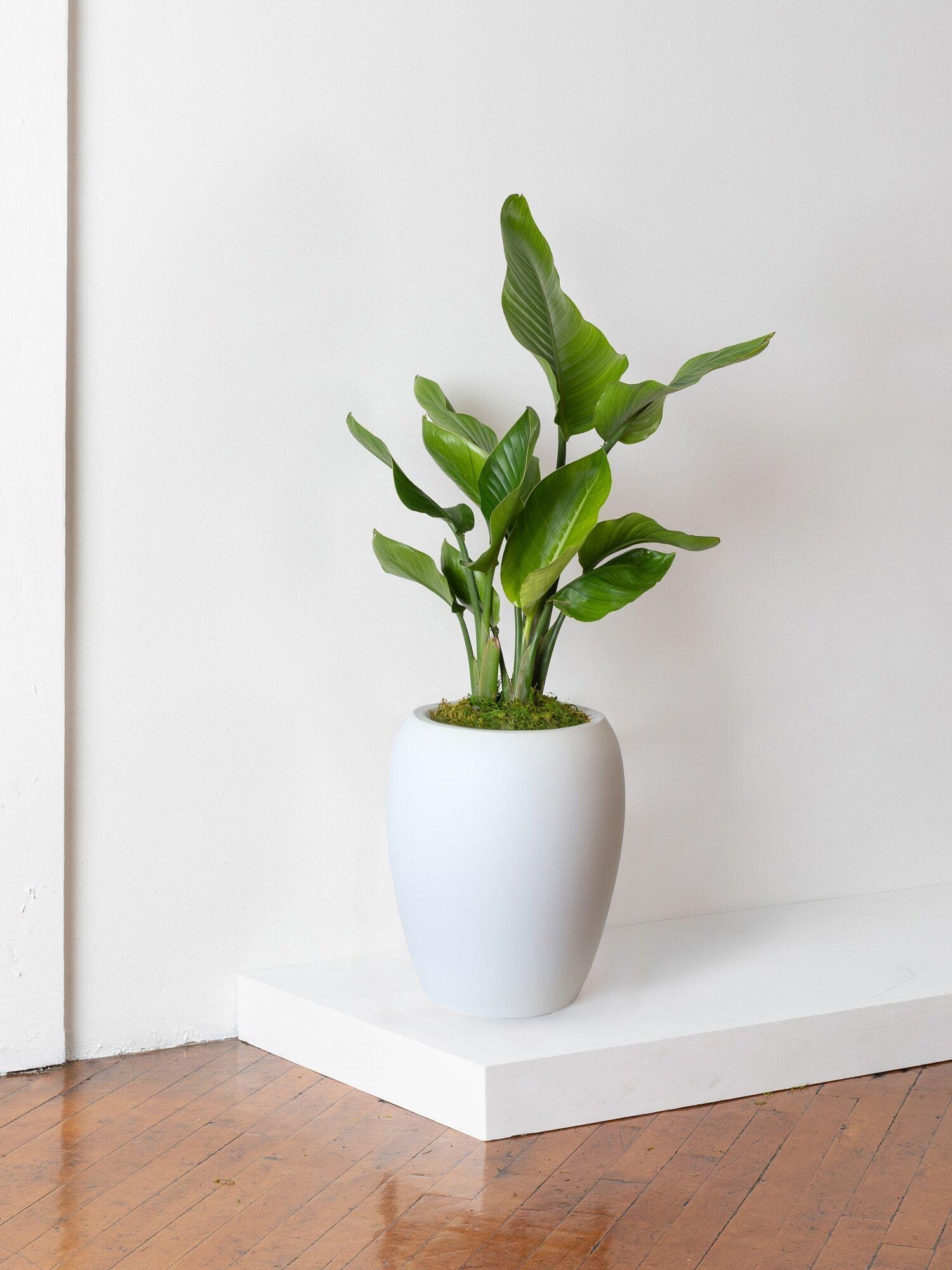 indoor plants picture