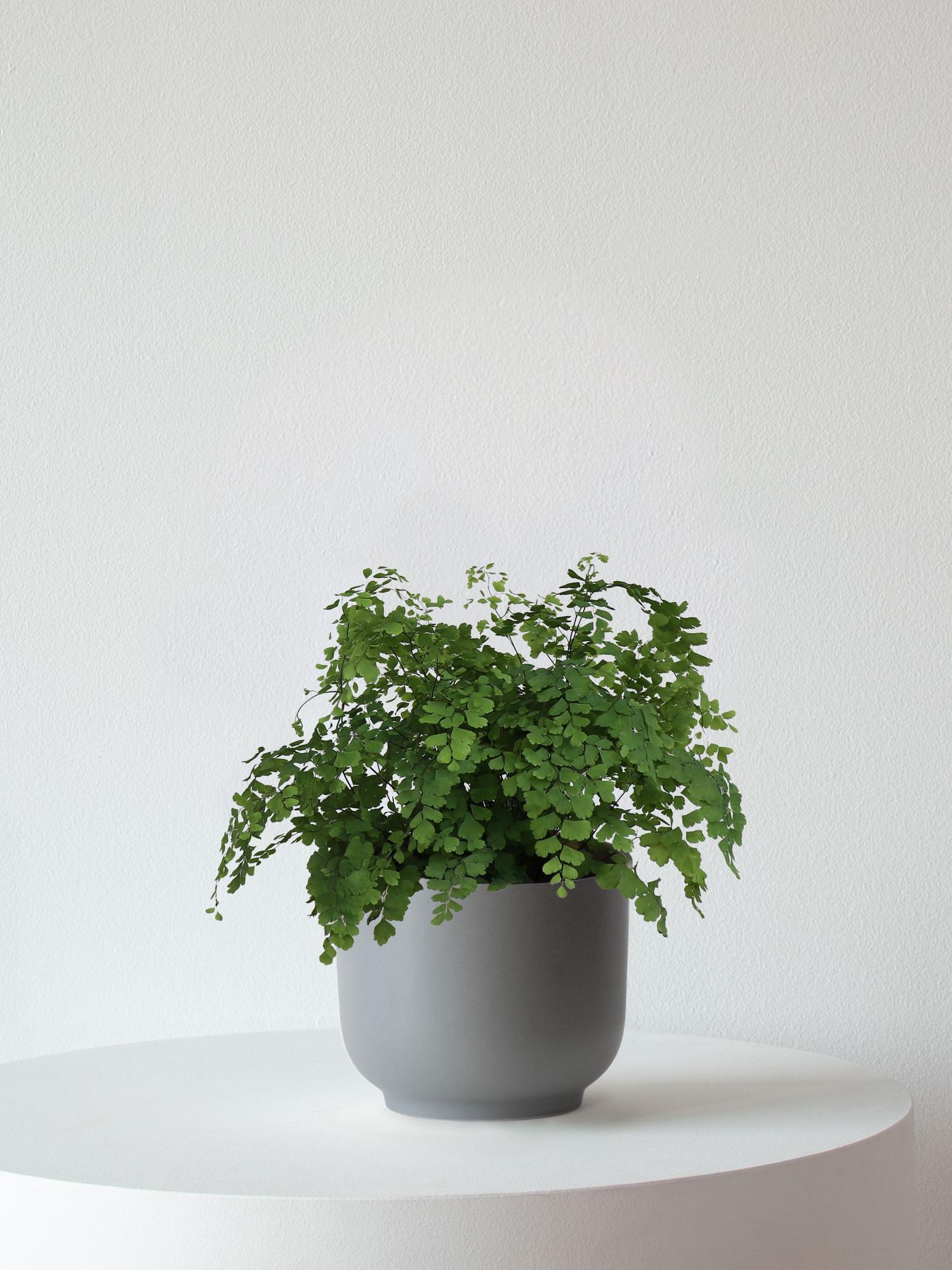 Maidenhair Fern