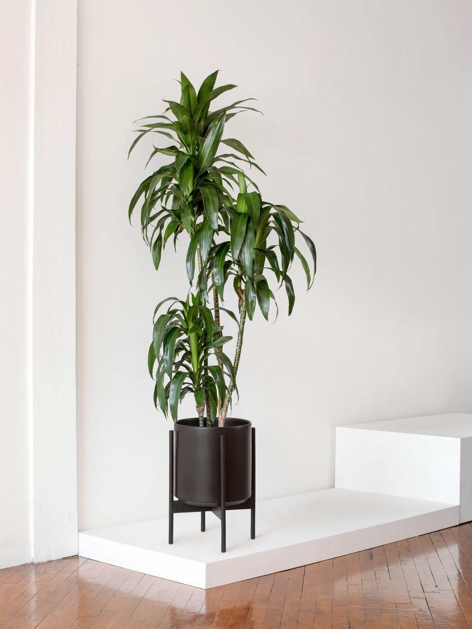 Dracaena Lisa - Black Mid-Century Ceramic & Black Wood Stand 