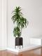 Dracaena Lisa