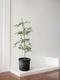 Black Olive Tree