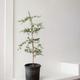 Black Olive Tree