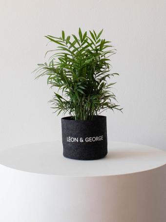 indoor plants picture