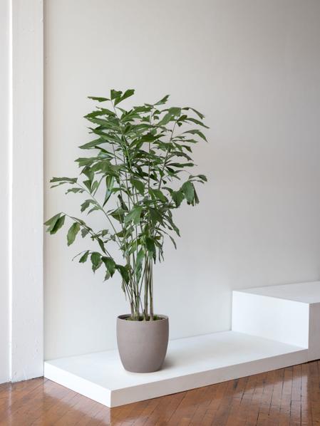 Fishtail Palm