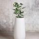 Ficus Audrey