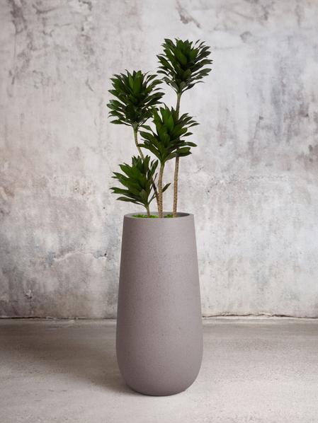 Dracaena Compacta