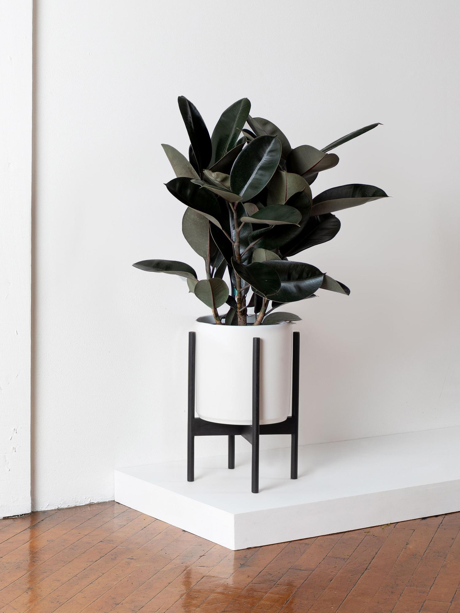 Rubber Tree