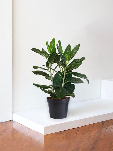 Ficus Audrey Buisson
