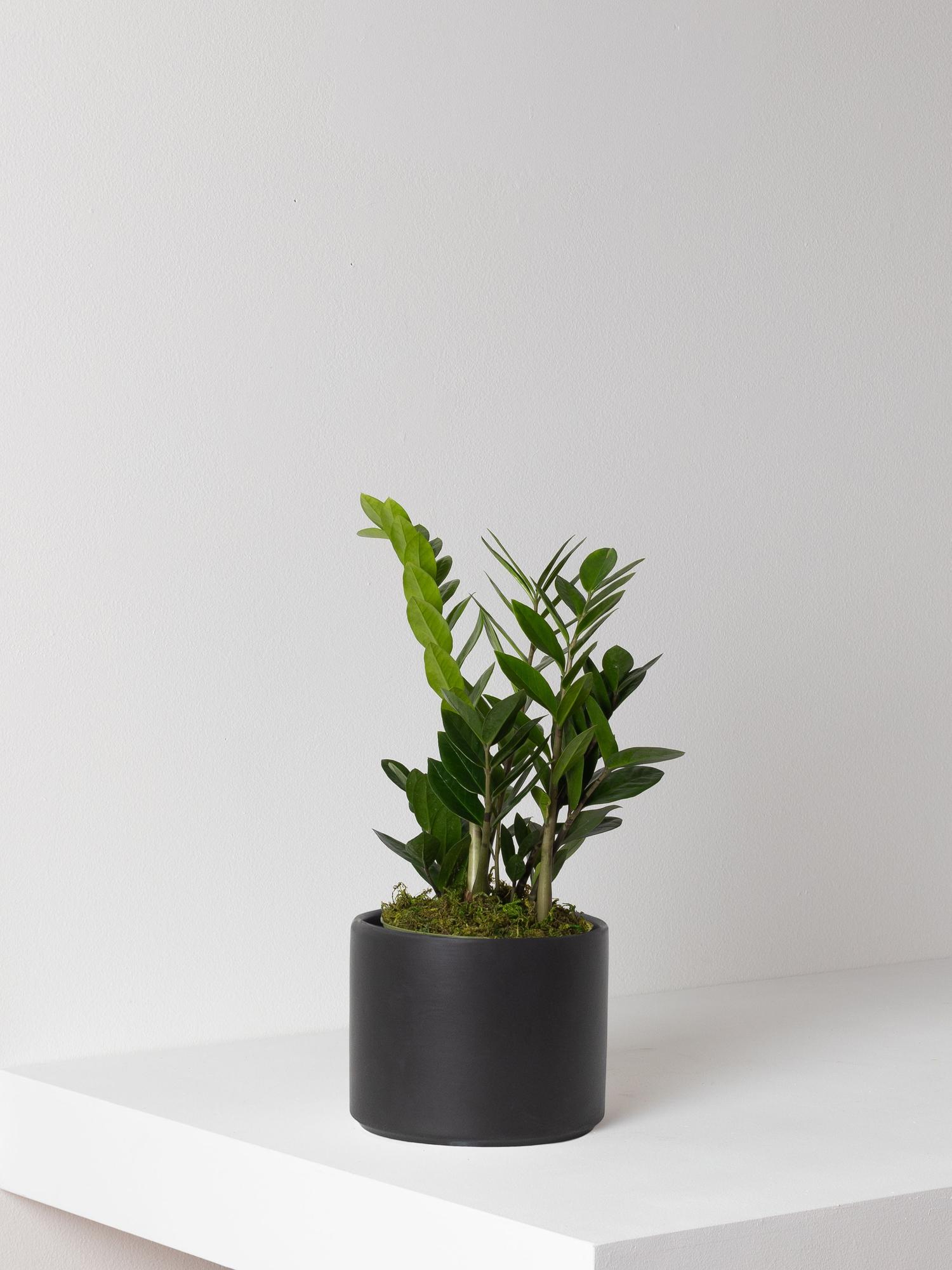 Zanzibar Gem With Mid-Century Pot Medium 1 - 1½ ft tall