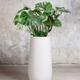 Monstera Deliciosa