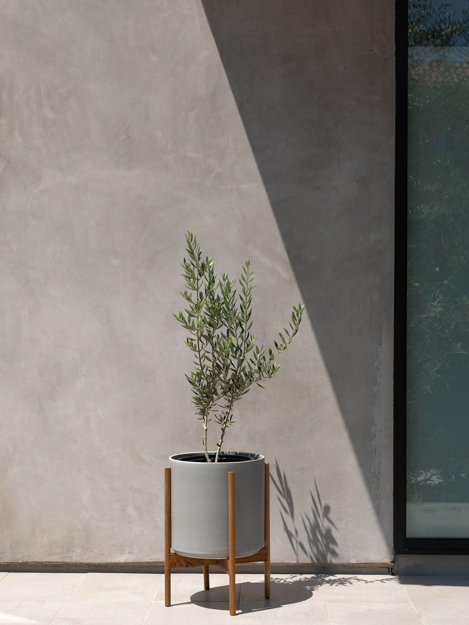 Olive Bush With Mid-Century Pot Large 2 ft tall – White Mid