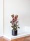 Ficus Elastica Belize