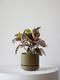 Ruby Rubber Plant