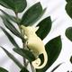 Plant Animal Galago