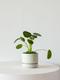 Pilea Peperomioides