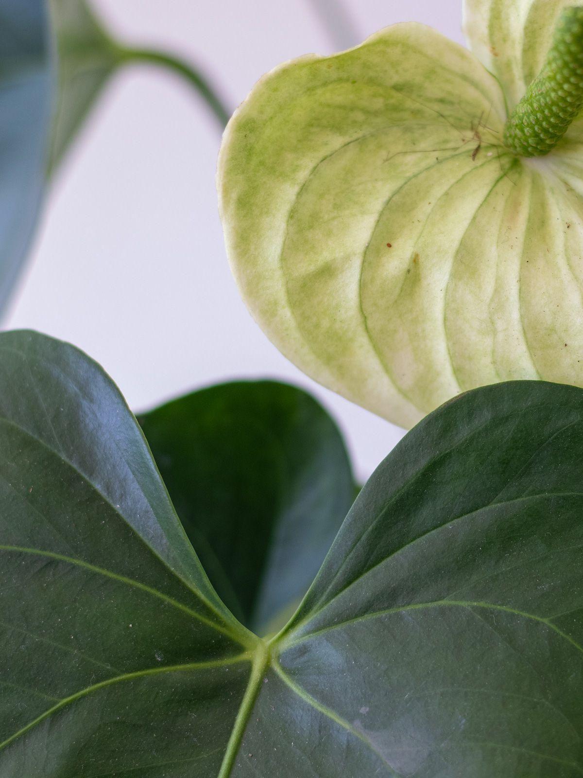 Anthurium - Queen of Spades Medium (1-2 ft tall) – White Mid-Century ...