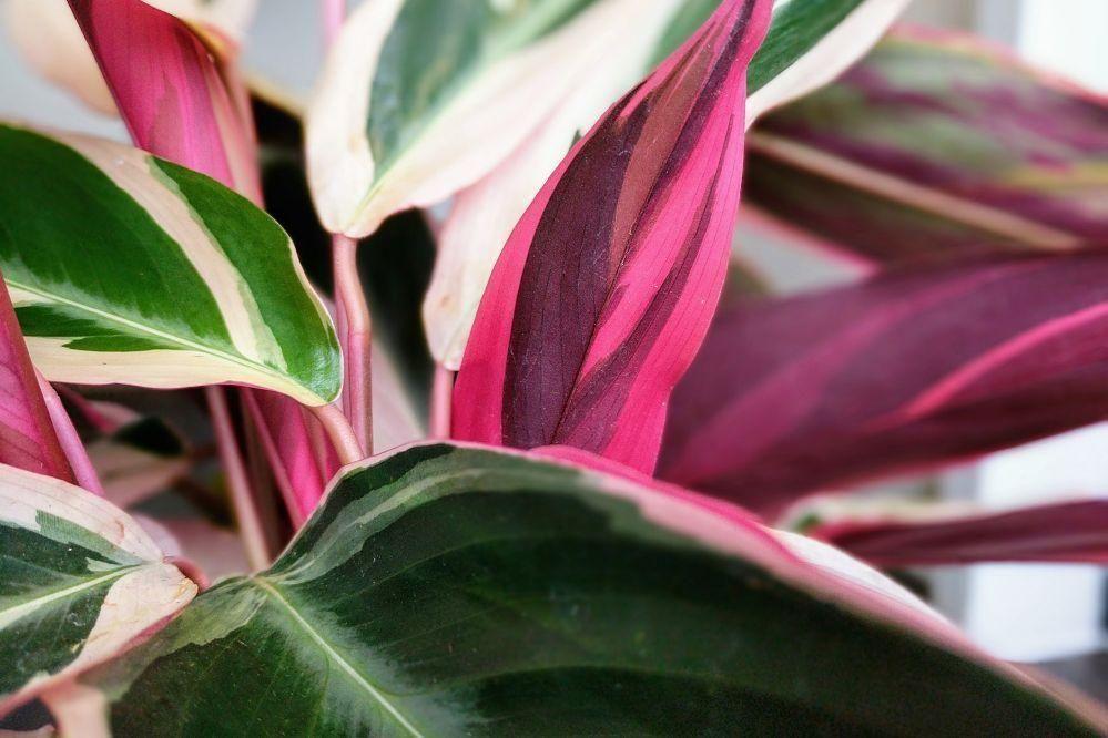 Magenta Triostar - Nouvelle - Medium