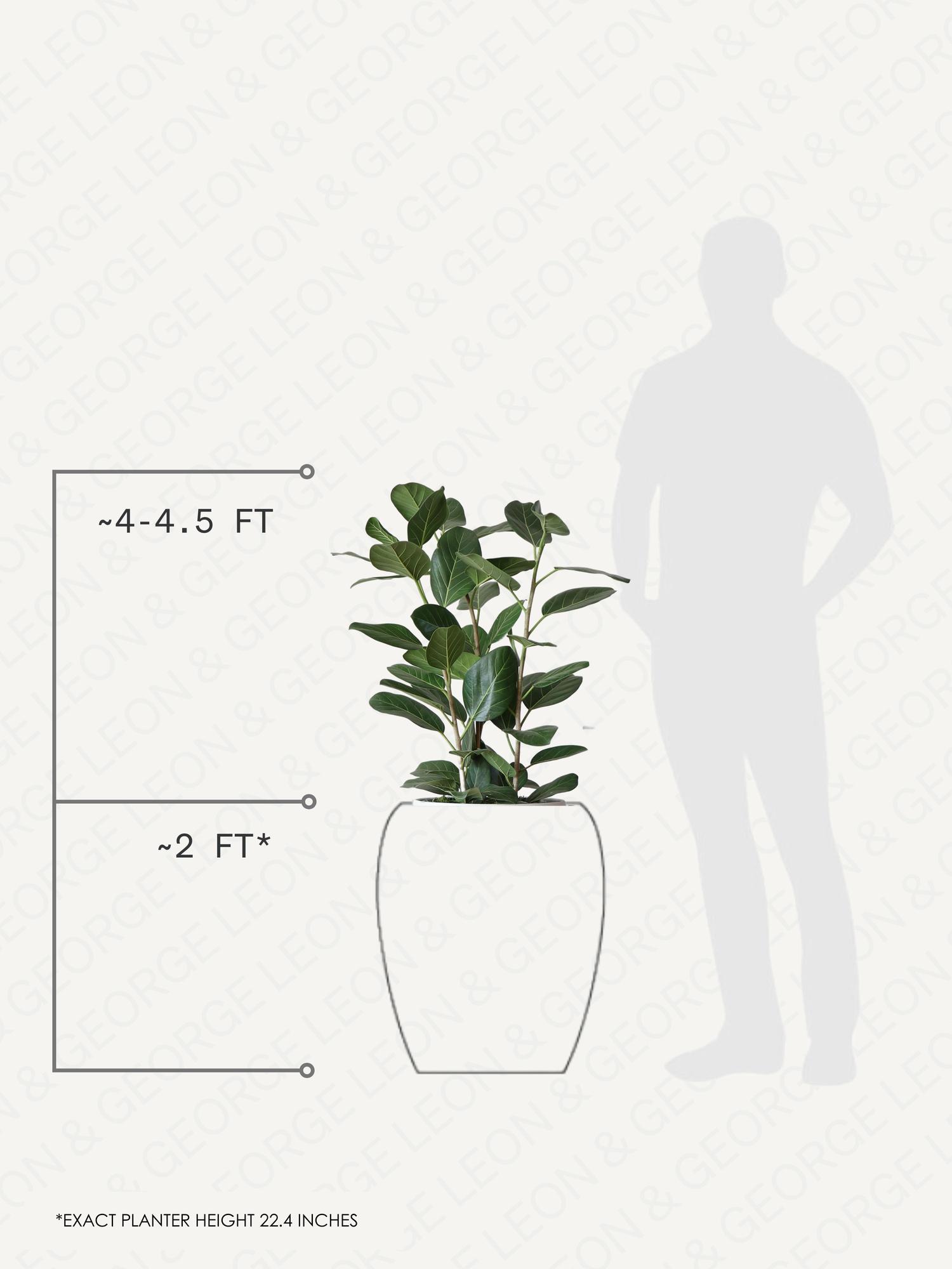 Ficus Audrey