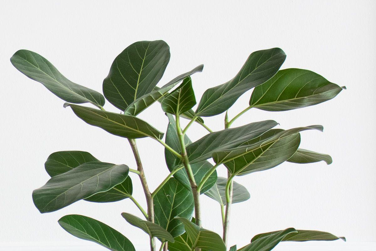 Ficus Audrey