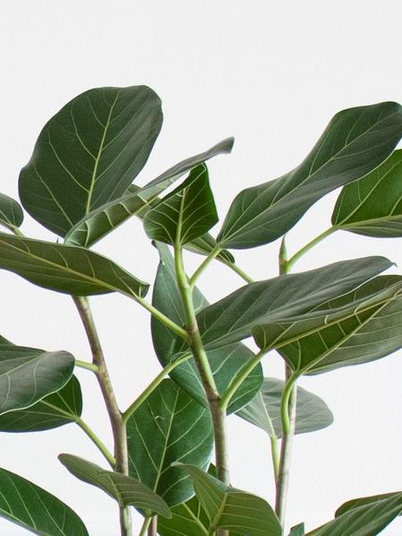Ficus Audrey