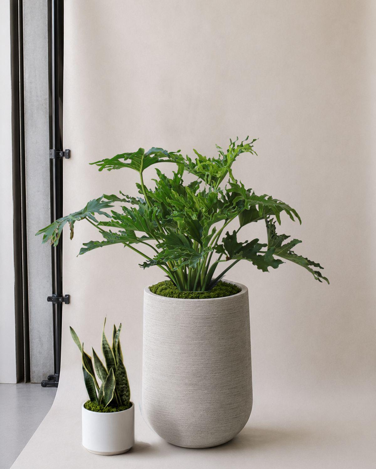 Hope Philodendron scale image