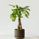 Braided Money Tree