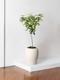 Variegated Schefflera Tree