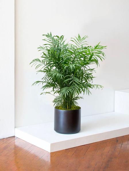 Palmier Nain (Chamaedorea Elegans)