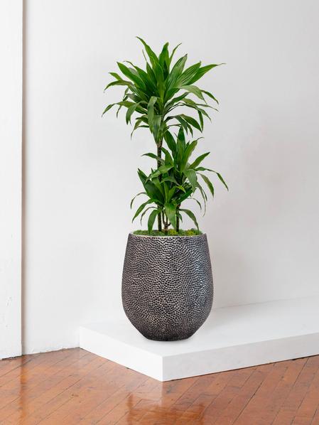 Dracaena Fragrans Janet