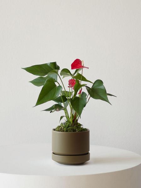 Anthurium - King of Hearts