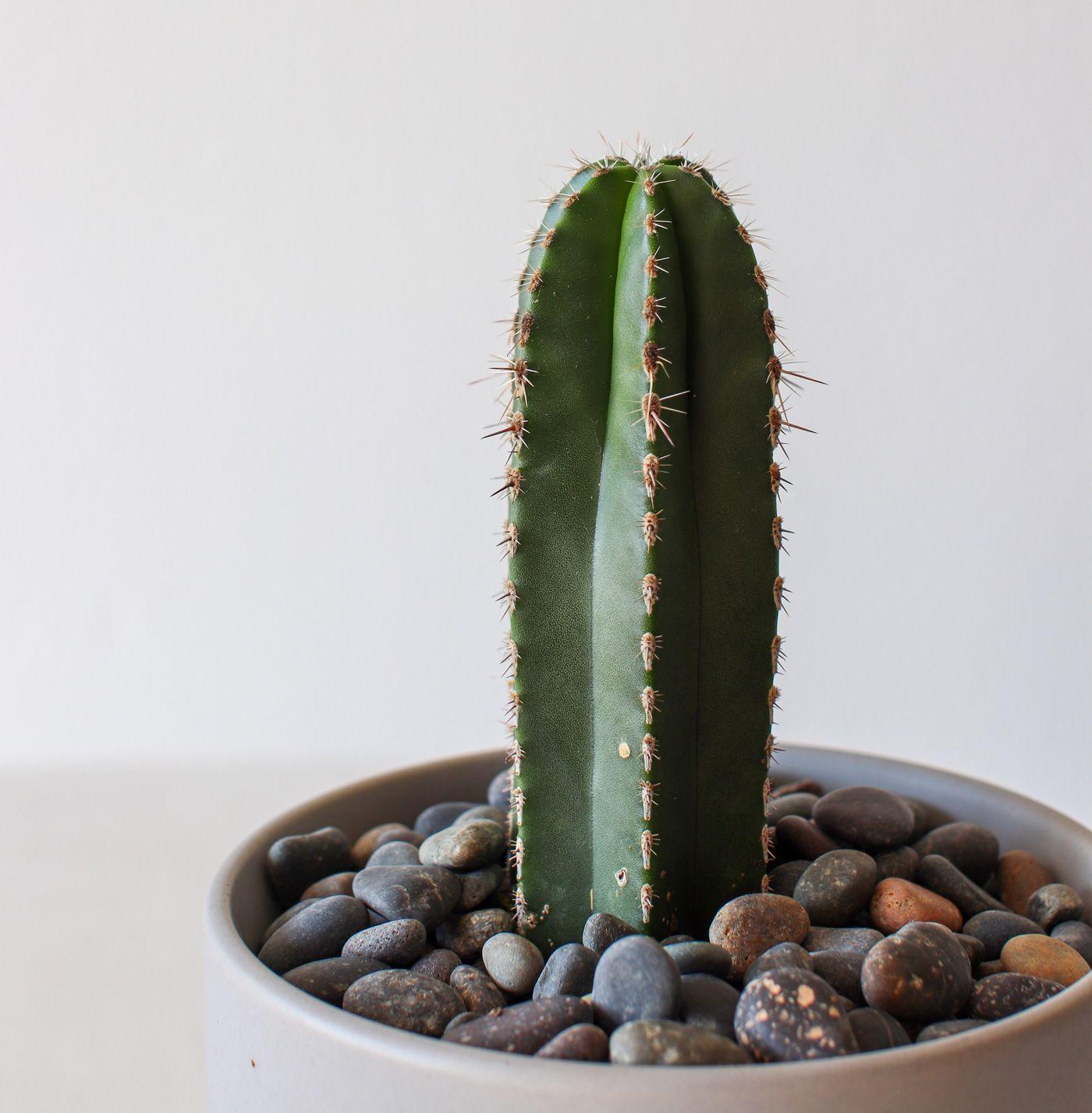 Mexican Fence Post Cactus