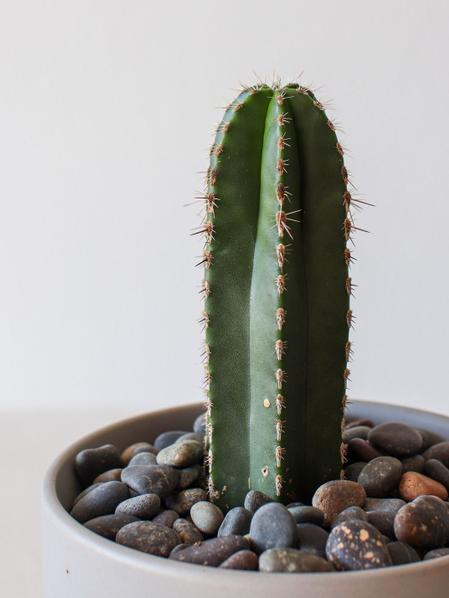 Mexican Fence Post Cactus