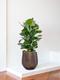 Ficus Elastica Robusta