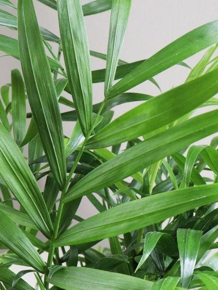Parlor Palm - Nouvelle - Medium